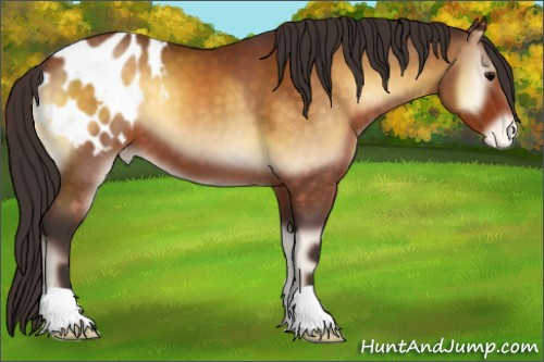 Horse Color:Buckskin Onyx Appaloosa 
