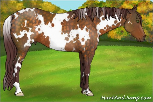 Horse Color:White Spotted Chocolate Buckskin 