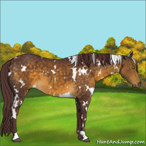 Horse Color:White Spotted Chocolate Buckskin 