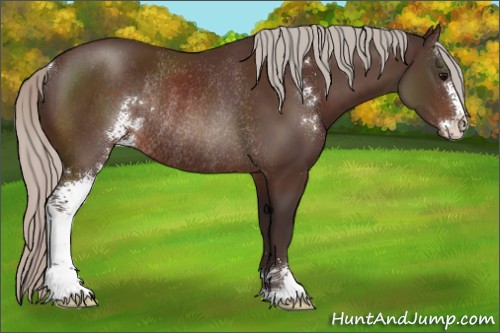 Horse Color:Silver Brown Sabino Rabicano 