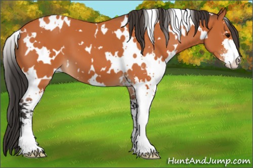 Horse Color:White Spotted Bay Sabino 