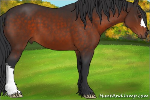 Horse Color:Brown 