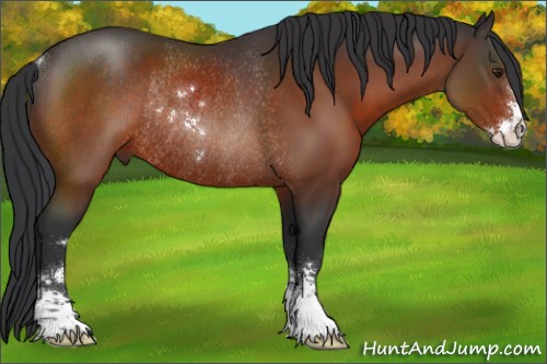 Horse Color:Brown Sabino Rabicano 