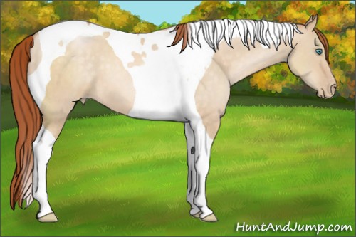Horse Color:Buckskin Pearl Dun Tobiano 