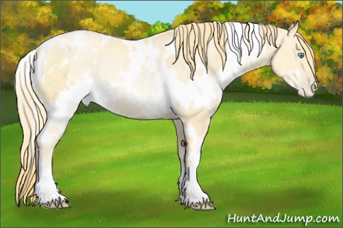 Horse Color:White Spotted Buckskin Pearl Rabicano 