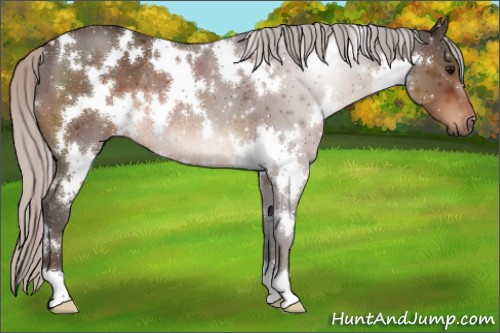 Horse Color:White Spotted Silver Brown Rabicano 