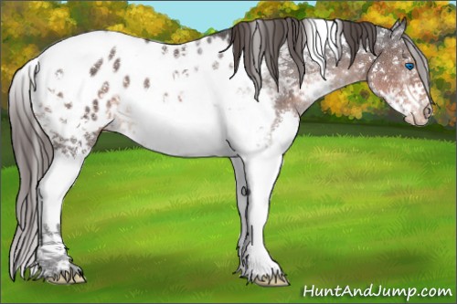 Horse Color:Brown Splash Tobiano Appaloosa 
