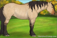 Horse Color:Buckskin Dun Rabicano 