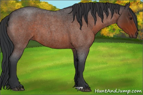 Horse Color:Brown Roan 