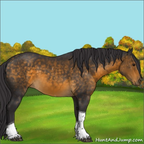 Horse Color:Buckskin Tobiano 