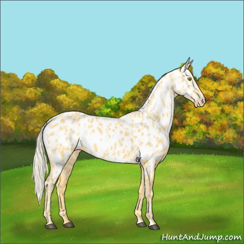 Horse Color:Palomino Appaloosa and Palomino Appaloosa