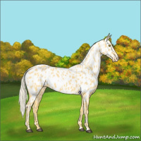 Horse Color:Palomino Appaloosa  and Palomino Appaloosa 