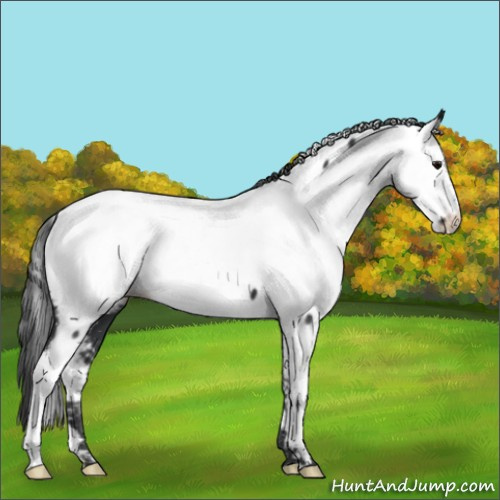Horse Color:Black Appaloosa 