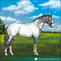 Horse Color:Smoky Black Near Fewspot 
