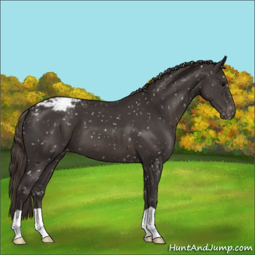 Horse Color:Smoky Black Appaloosa 
