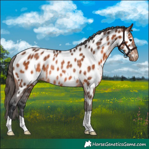 Horse Color:Bay Near Leopard Rabicano 