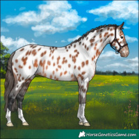 Horse Color:Bay Near Leopard Rabicano 