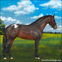 Horse Color:Brown Appaloosa 