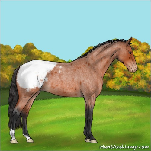 Horse Color:Bay Roan Appaloosa 