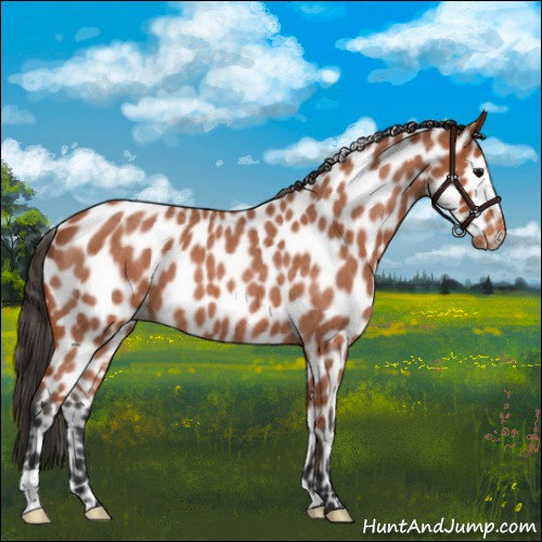 Horse Color:Bay Roan Appaloosa 