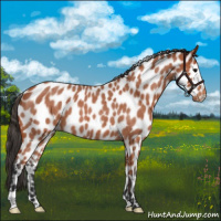 Horse Color:Bay Roan Leopard 