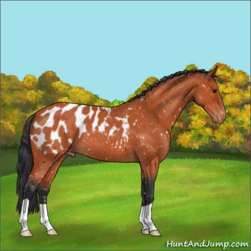 Horse Color:Bay Roan Appaloosa 