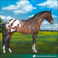 Horse Color:Brown Appaloosa Rabicano
