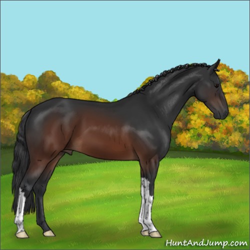 Horse Color:Brown 