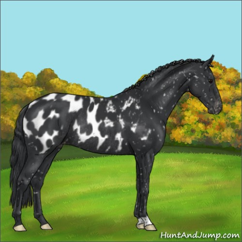 Horse Color:Black Appaloosa Rabicano 