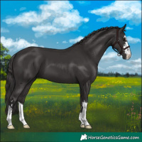 Horse Color:Smoky Black 