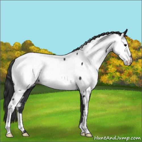 Horse Color:Black Appaloosa 