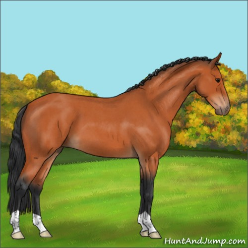 Horse Color:Bay Roan 