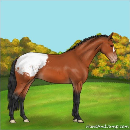 Horse Color:Bay Appaloosa 