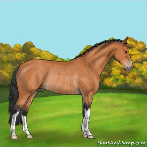 Horse Color:Bay Rabicano 