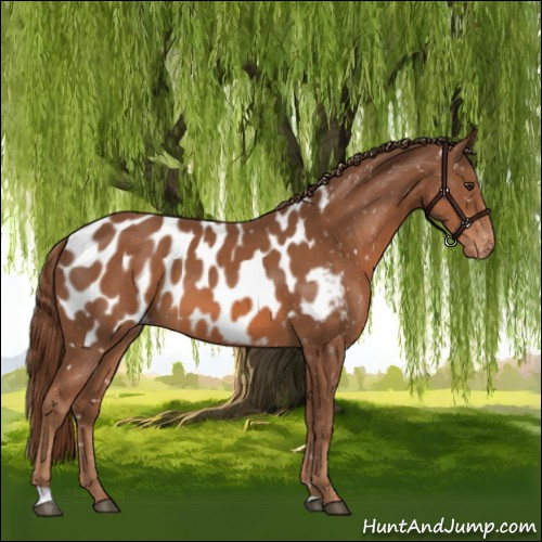 Horse Color:Chestnut Appaloosa 