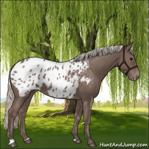 Horse Color:Silver Blue Roan Appaloosa 