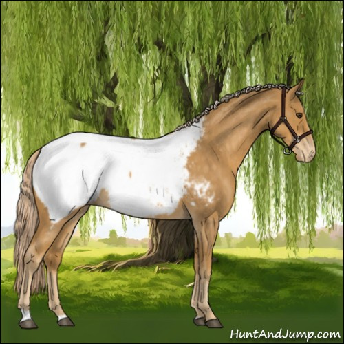 Horse Color:Palomino Roan Appaloosa 
