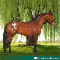 Horse Color:Bay Appaloosa 