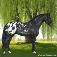 Horse Color:Black Appaloosa 