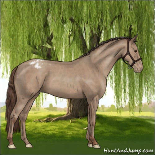 Horse Color:Classic Champagne Appaloosa 