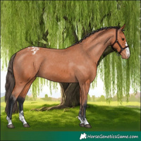 Horse Color:Bay Appaloosa 