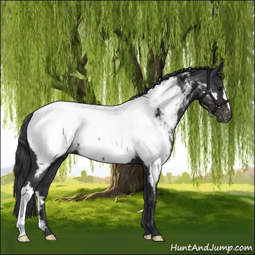 Horse Color:Black Appaloosa 