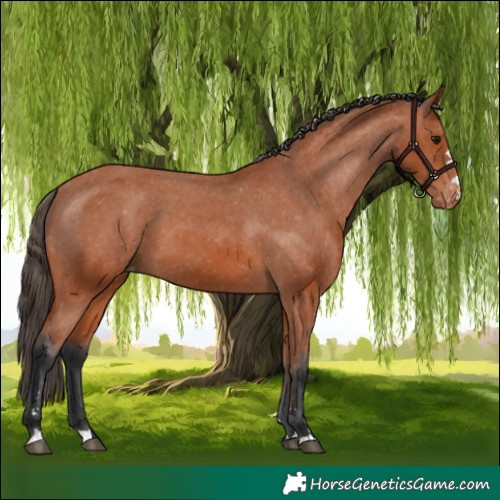 Horse Color:Bay Appaloosa