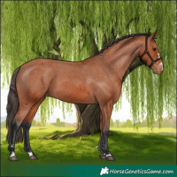 Horse Color:Bay Appaloosa 
