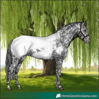 Horse Color:Black Appaloosa