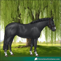 Horse Color:Black 