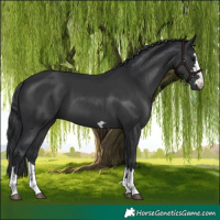 Horse Color:Black 