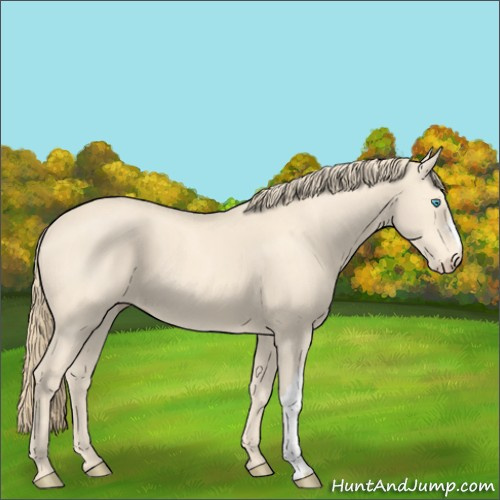 Horse Color:Perlino 