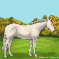 Horse Color:Perlino 