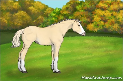 Horse Color:Palomino Dun Splash 